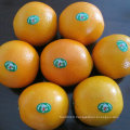 Bonne qualité Orange Frais chinois Orange